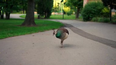 Dişi tavus kuşu bir parkta kameraya doğru açık bir alanda yürüyor. Çek Cumhuriyeti 'nin Olomouc şehrinde güneşli bir yaz gününde evcilleştirilmiş meraklı bir hayvanın yavaş çekim görüntüleri.