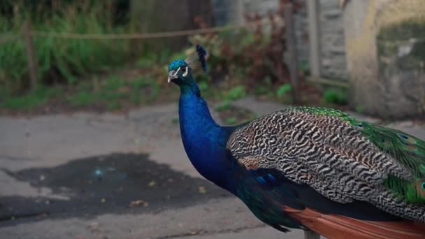 Close Shot Male Domesticated Peacock Beautiful Shiny Blue Feathers Turning — Stock Video