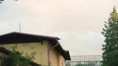 Mavi tüylü bir erkek tavus kuşu şehir merkezindeki bir çatıdan ağır çekimde havalanır. Çek Cumhuriyeti 'ndeki Olomouc Park