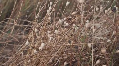 Kuru yaz mevsiminde tarlada haşhaş. Yakın çekim.