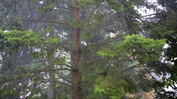 Βαριά Βροχή Πέφτει Κωνοφόρο Δέντρο Στατική Λήψη Καλοκαιρινής Καταιγίδας Που — Αρχείο Βίντεο