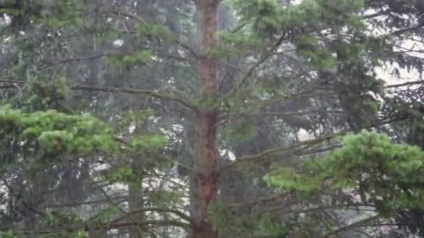 Statische Nahaufnahme Eines Nadelbaums Während Eines Sturms Heftiger Regen Wäscht — Stockvideo