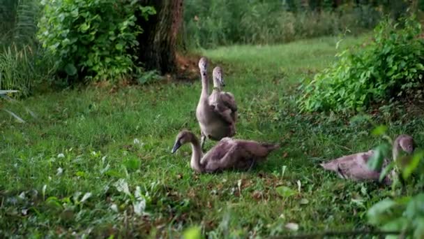 Молоді Лебеді Березі Ставка Їдять Зелену Траву Голодні Птахи Коричневим — стокове відео