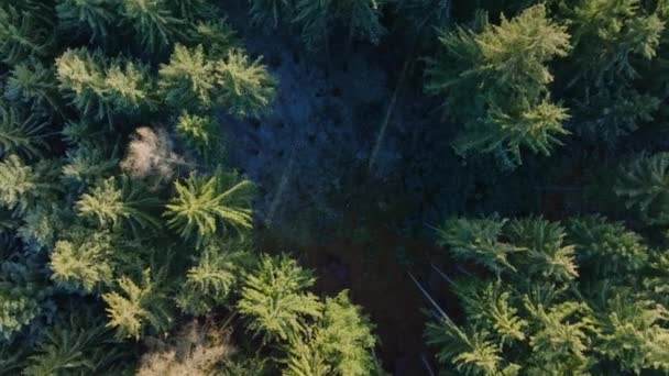Круговая Поляна Покрытая Снегом Середине Леса Вид Высоты Птичьего Полёта — стоковое видео