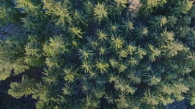 Çek Cumhuriyeti 'nin Svitavy Dağlarındaki Güzel Yeşil Ağaçların Üzerinde Alçak Yörünge