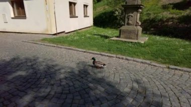 Yeşil renkli tüyleri olan bir ördek ağır çekimde güneşli bir günde asfalt bir yolda yürüyor.