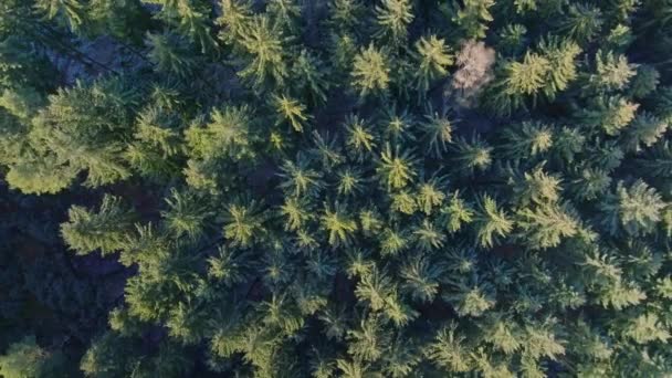 Πράσινα Κωνοφόρα Στο Δάσος Ταλαντεύονται Στον Άνεμο Χειμερινό Τοπίο Καλυμμένο — Αρχείο Βίντεο