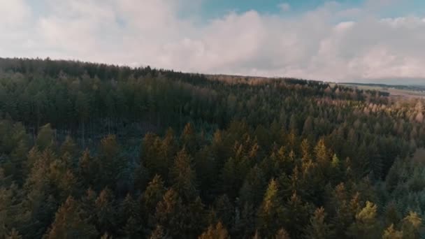 Alacsony Wild Green Forest Felett Szvitavy Hegységben Csehországban — Stock videók