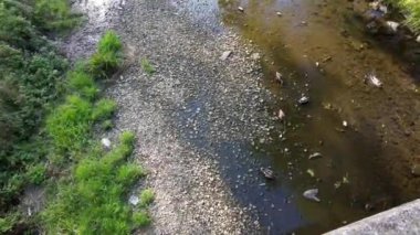 Sığ sularda avlanan ördekler. 4K videoları. Kümes hayvanları. Temiz su bahçesi nehri.