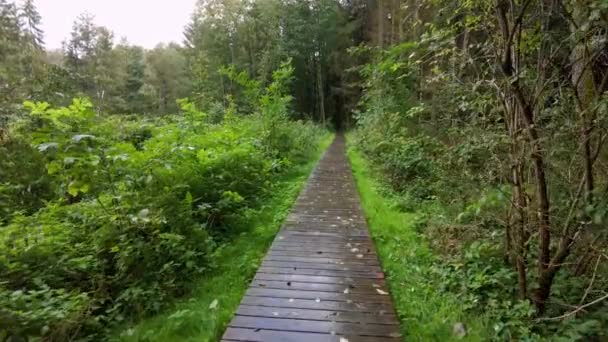 Zoom Sur Une Route Traversant Une Forêt Verdoyante Ensoleillée Éclairée — Video
