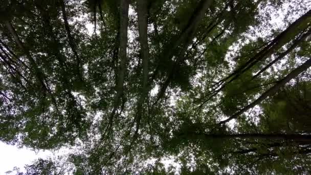 파노라마 샷에서 나무의 꼭대기를 태양의 — 비디오