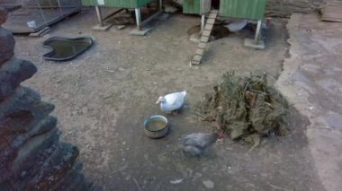 Kazlar ve tavuklar arka bahçede bir tencereden su içerler.