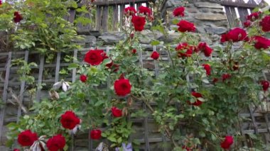Duvar kırmızı çiçekli güllerle kaplanmış.