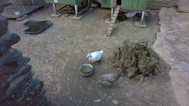 鹅和鸡在后院用平底锅喝水 — 图库视频影像