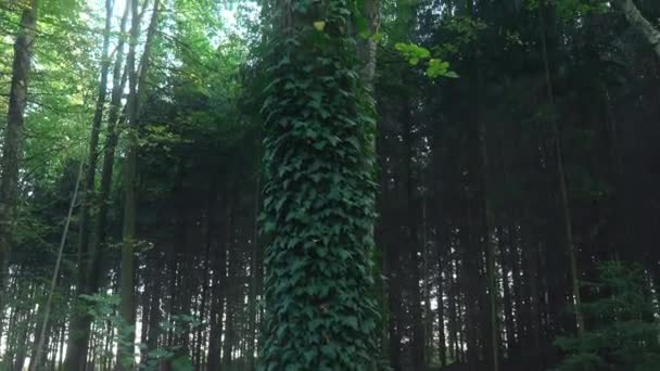 Дерево Лісі Вкрите Плющем Зелене Листя Сонячний День — стокове відео
