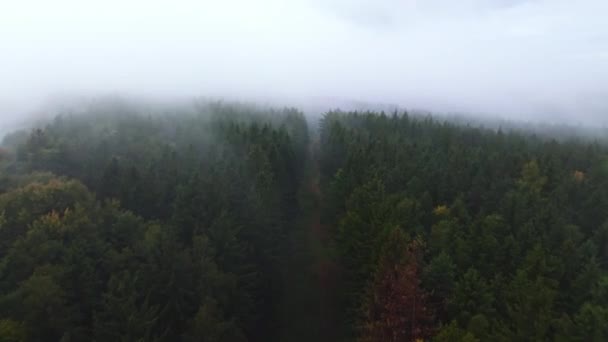 霧の中の森は高圧ポールで分かれています テクノロジーは木を犠牲にして自然に干渉する 空中ドローンビュー — ストック動画