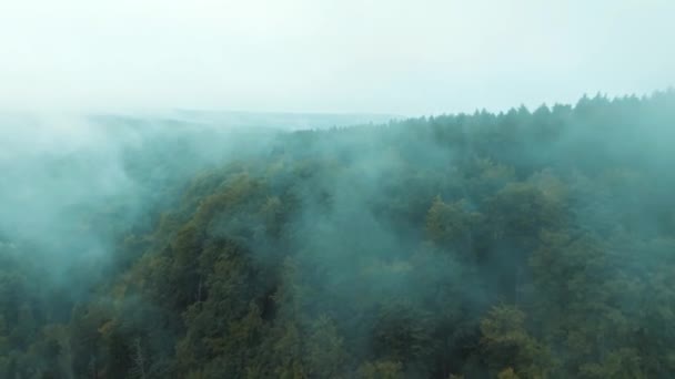 Piękny Mglisty Krajobraz Górski Lesie — Wideo stockowe