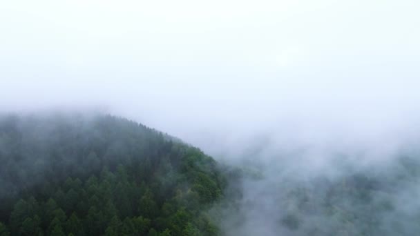 Sis Içindeki Kozalaklı Ağaçların Siluetleriyle Kaplı Ormanlık Tepenin Hava Manzarası — Stok video
