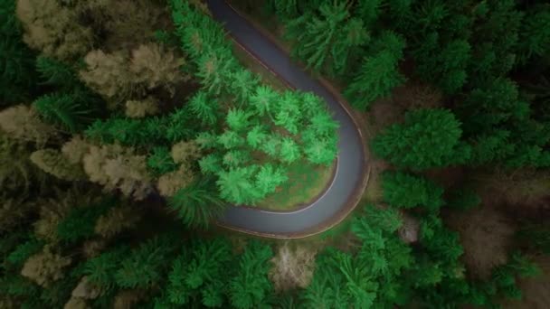Weg Het Bos Met Bomen Wind Luchtfoto Van Een Drone — Stockvideo