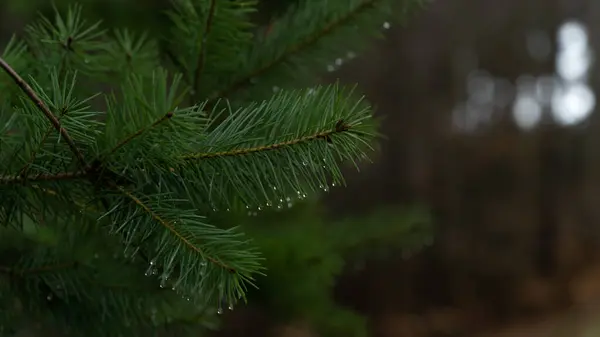 Çek Cumhuriyeti 'nin Ceska Trebova köyünde kış günü.