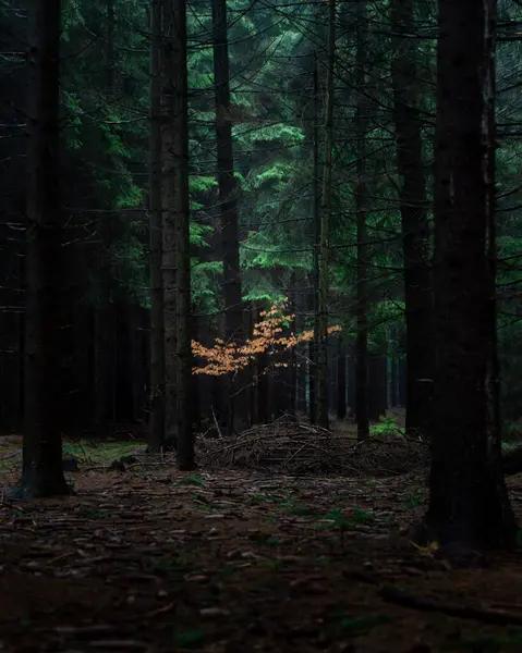 Çek Cumhuriyeti 'nin Ceska Trebova köyünde kış günü.