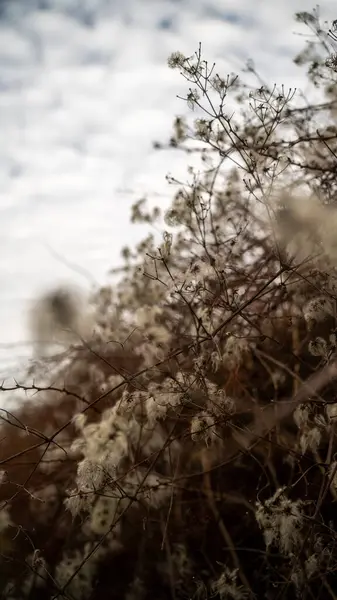 Çek Cumhuriyeti 'nin Ceska Trebova köyünde kış günü.
