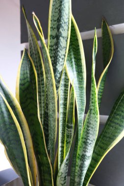 Sansevieria zeylanica, kayınvalide, yılan fabrikası, dracaena trifasciata veya Lidah Mertua. Yaz bitkileri ve şehir ormanları