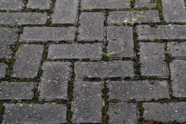 Taşlar yüzeye çıkıyor. Çimento tuğlalarından yapılmış doku