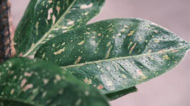 Aglaonema bitkisi ya da Çin bitkisi. Güzel renkli yapraklar. Süslü bitki.