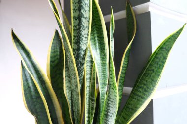 Sansevieria zeylanica, kayınvalide, yılan fabrikası, dracaena trifasciata veya Lidah Mertua. Yaz bitkileri ve şehir ormanları
