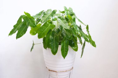 Philodendron Burle Marx Türü, bitki örtüsü