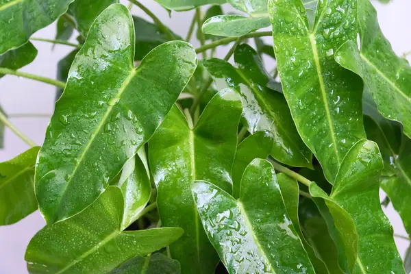 Philodendron Burle Marx Türü, bitki örtüsü