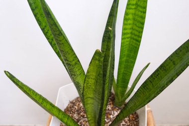 Sansevieria zeylanica, kayınvalide, yılan fabrikası, dracaena trifasciata veya Lidah Mertua. Yaz bitkileri ve şehir ormanları