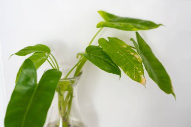 Philodendron Burle Marx Türü, bitki örtüsü