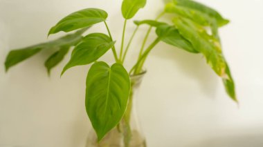 Philodendron Bitkisi Temiz Vazoda Durgun Yaşamda