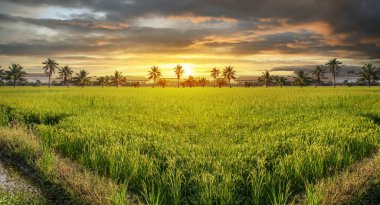 Beautiful paddy rice field at sunset