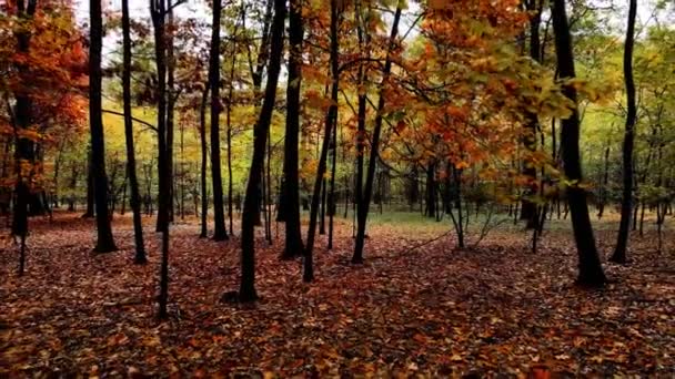 空中ドローン 森の秋の風景 — ストック動画