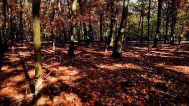 Hava Aracı - Ormanda Sonbahar Manzarası