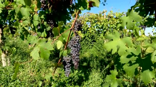 Herbstlandschaft Auf Den Italienischen Weinbergen — Stockvideo