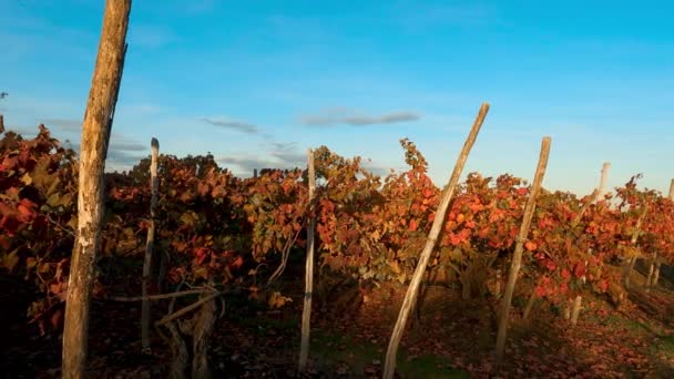 イタリアのブドウ畑の秋の風景 — ストック動画