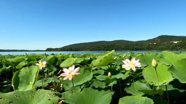 Paisaje Verano Lago Con Flores Loto — Vídeo de stock
