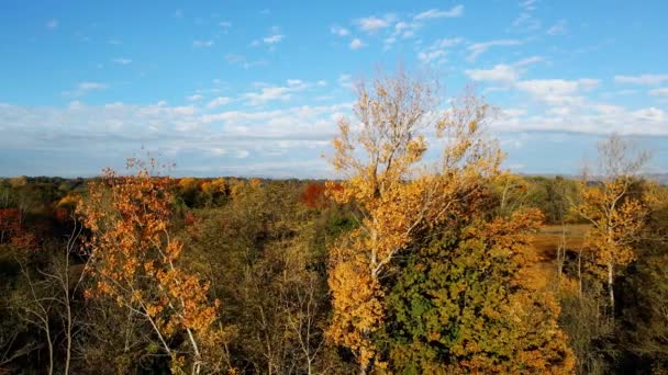 Dron Powietrzny Jesienny Krajobraz Lesie — Wideo stockowe