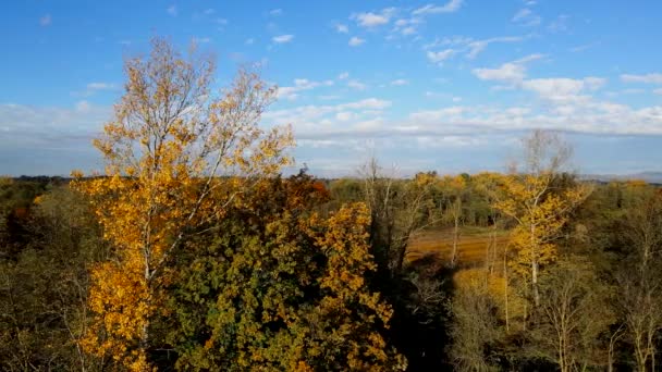 Drone Aereo Paesaggio Autunnale Nella Foresta — Video Stock