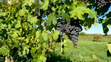 İtalya kırsalındaki Üzüm bağlarında sonbahar manzarası - 5K