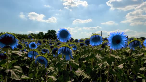 Summer Landscape Sunflower Field — Wideo stockowe