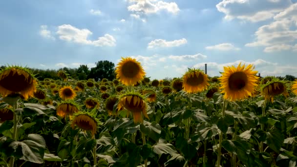 Summer Landscape Sunflower Field — Αρχείο Βίντεο