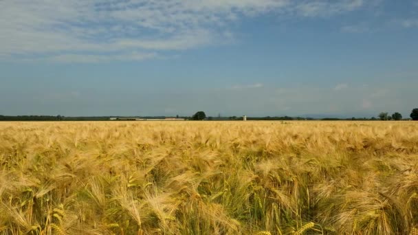 麦畑のある夏の風景 — ストック動画