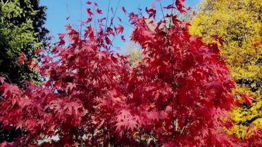 şehirde sonbahar manzara