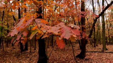  Ormandaki Sonbahar Manzarası - 5K