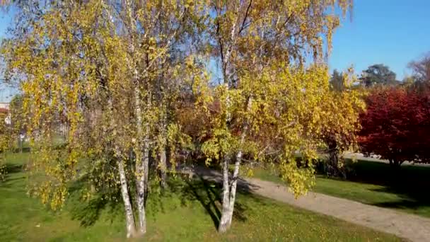 Εναέρια Drone Φθινόπωρο Τοπίο Στο Πάρκο Κάστρο Πολύχρωμα Φυτά — Αρχείο Βίντεο